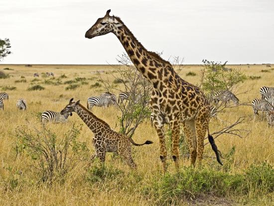 Photographic Print, , large