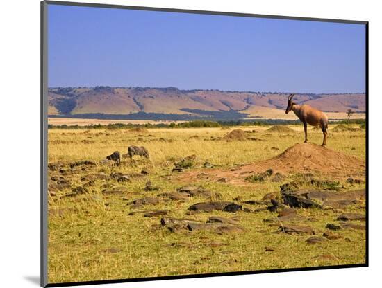 Photographic Print, , large