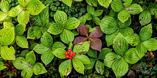 Premium Photographic Print, , large