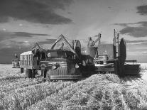 Combines and Crews Harvesting Wheat, Loading into Trucks to Transport to Storage-Joe Scherschel-Photographic Print