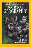 Cover of the May, 2006 National Geographic Magazine-Joel Sartore-Photographic Print