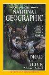 Cover of the March, 1995 National Geographic Magazine-Joel Sartore-Laminated Photographic Print