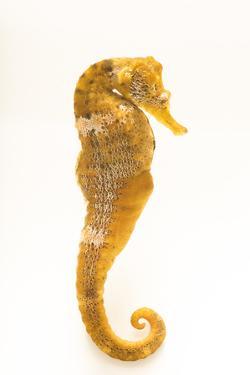 affordable seahorses color photography posters for sale at