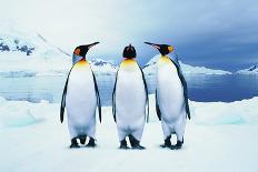 Two Affectionate Penguins-Joel Simon-Framed Photographic Print