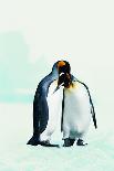 Two Affectionate Penguins-Joel Simon-Framed Premium Photographic Print