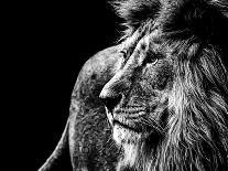 Lion in Black and White-Joerg Huettenhoelscher-Framed Stretched Canvas