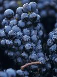 Cabernet-Sauvignon Grapes from Pomerol, France-Joerg Lehmann-Photographic Print