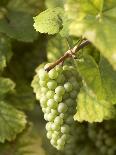 Cabernet-Sauvignon Grapes from Pomerol, France-Joerg Lehmann-Photographic Print