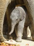 DEU Zoo Elefant-Joerg Sarbach-Premium Photographic Print