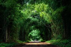 Road with Bamboo-joesayhello-Photographic Print