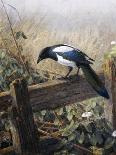 A Magpie Observing Fieldmice-Johan Gerard Keulemans-Framed Stretched Canvas