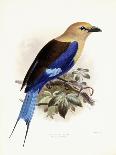 Bluebellied Roller, 1893-Johan Gerard Keulemans-Framed Giclee Print