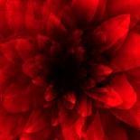 Flower Red Shade-Johan Lilja-Giclee Print