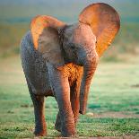 Baby Elephant-Johan Swanepoel-Photographic Print