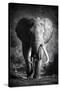 Stretched Canvas