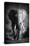 Stretched Canvas