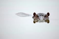 Partial Hippo Face Showing above Smooth Water; Hippopotamus Amphibius; South Africa-Johan Swanepoel-Photographic Print