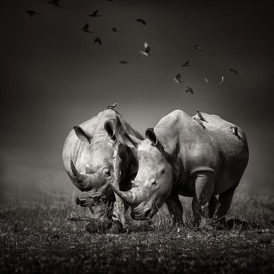Photographic Print, , large