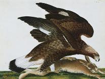 Eagle with Rabbit Prey. Falco Aquila. from 'The Birds of Denmark'; Tegninger Af Danske Fugle-Johan Top-Framed Stretched Canvas