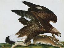 Eagle with Rabbit Prey. Falco Aquila. from 'The Birds of Denmark'; Tegninger Af Danske Fugle-Johan Top-Mounted Giclee Print