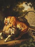A Tiger Attacking a Bull, 1785-Johan Wenzel Peter-Stretched Canvas