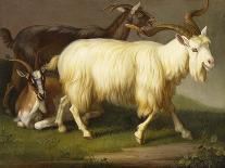 Billy Goats-Johan Wenzel Peter-Framed Stretched Canvas