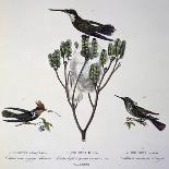 Brazilian Hummingbird, Color Engraving from Birds of a New Species by Brazil, Plate Lxxxii-Johann Baptist Ritter Von Spix-Mounted Giclee Print