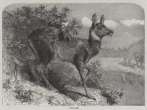 The Babirussa, Recently Added to the Zoological Society's Gardens, Regent's Park-Johann Baptist Zwecker-Giclee Print