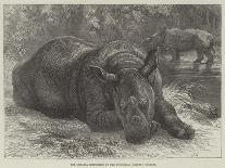 The Babirussa, Recently Added to the Zoological Society's Gardens, Regent's Park-Johann Baptist Zwecker-Stretched Canvas