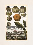 Arbutus-Johann Christoph Volkamer-Art Print