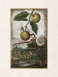 Limon Della Costa-Johann Christoph Volkamer-Framed Art Print