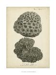 Esper Antique Coral II-Johann Esper-Art Print