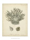 Natura Coral I-Johann Esper-Framed Art Print