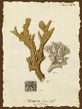 Natura Coral II-Johann Esper-Art Print