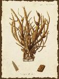 Natura Coral I-Johann Esper-Framed Art Print