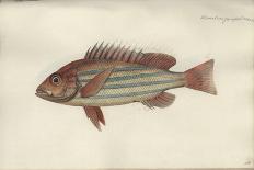 Lutjanus Quinquelineatus, before 1790-Johann Friedrich Hennig-Laminated Giclee Print