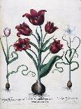 Tulips, 1613-Johann Friedrich Meyer-Stretched Canvas