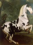 A Black Horse Sporting a Spanish Saddle-Johann Georg Hamilton-Laminated Giclee Print