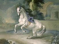 Black Horse Performing the Courbette-Johann Georg de Hamilton-Laminated Giclee Print