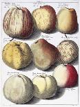 Various Apples, 1758-Johann Hermann Knoop-Mounted Giclee Print