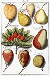 Various Pear Species, 1760-1766-Johann Hermann Knoop-Mounted Giclee Print