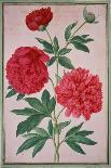 Roses, Plate 4 from the Nassau Florilegium-Johann Jakob Walther-Framed Giclee Print