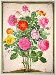 Roses, Plate 4 from the Nassau Florilegium-Johann Jakob Walther-Giclee Print