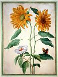 Sunflowers, Plate 18 from the Nassau Florilegium (W/C on Paper)-Johann Jakob Walther-Giclee Print