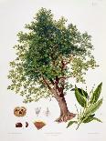 Sweet Chestnut-Johann Kautsky-Framed Giclee Print