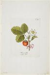 Die Gute Christbirn Aus Spanien from 'Pomona Austriaca, Ou Arbres Fruitiers D'Autriche', 1787-96-Johann Kraft-Stretched Canvas