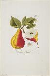 Ananaserobeer from 'Pomona Austriaca, Ou Arbres Fruitiers D'Autriche', 1787-96-Johann Kraft-Stretched Canvas