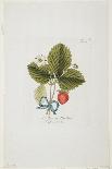 Die Gute Christbirn Aus Spanien from 'Pomona Austriaca, Ou Arbres Fruitiers D'Autriche', 1787-96-Johann Kraft-Framed Giclee Print