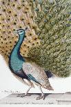 A Male Peacock in Full Display-Johann Leonhard Frisch-Giclee Print