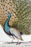 A Male Peacock in Full Display-Johann Leonhard Frisch-Giclee Print